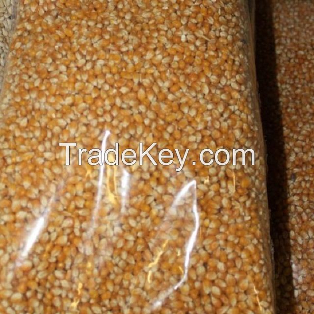 Raw Popcorn Corn Supply