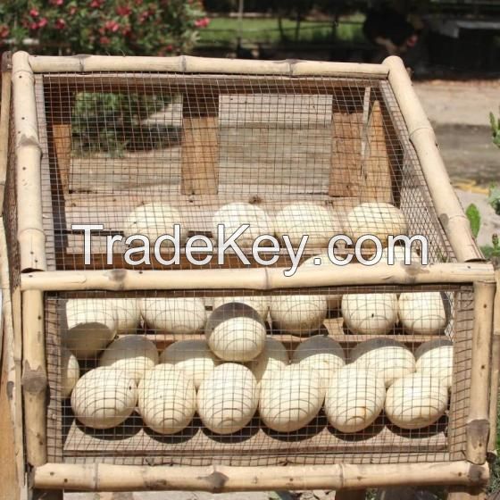 Ostrich Eggs, Fertile Eggs, Ostrich Chicks, Ostrich Birds, Birds, Variety of Birds