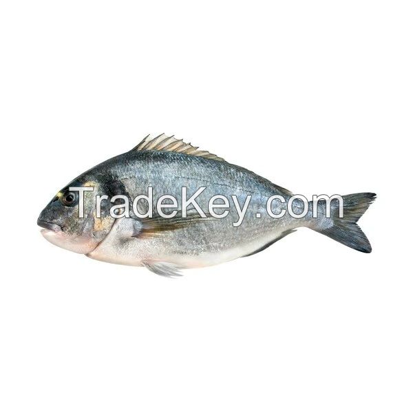 Mediterranean European Seabream