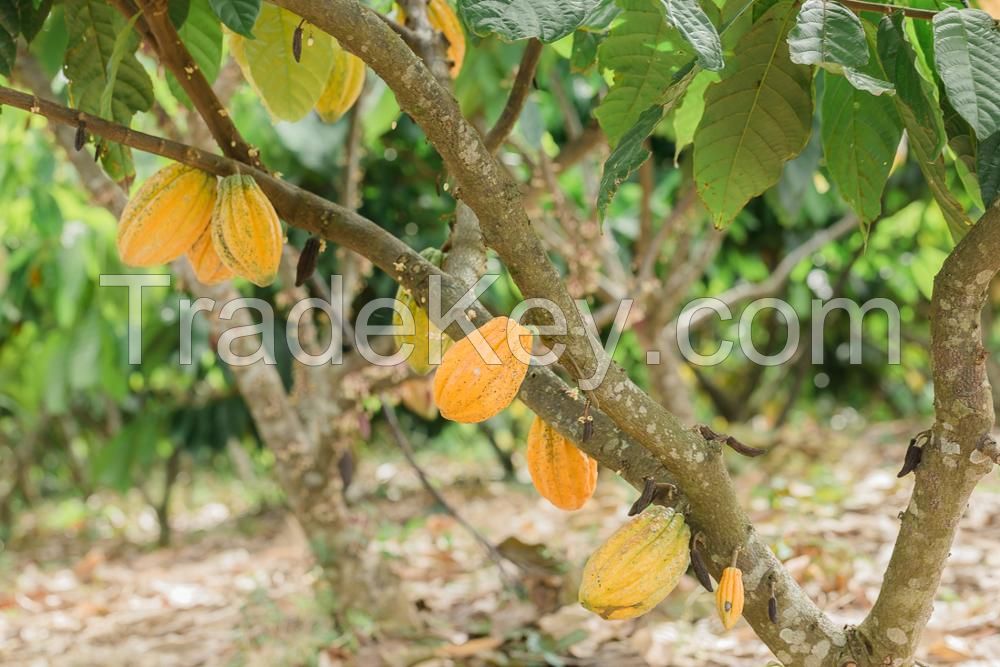 dried cocoa beans