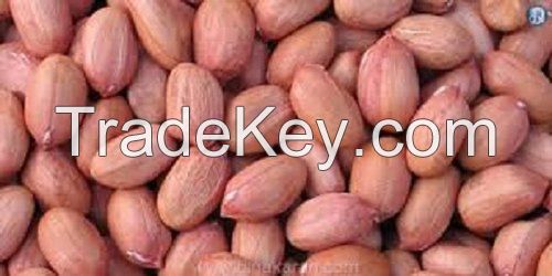 Groundnut(Peanuts)