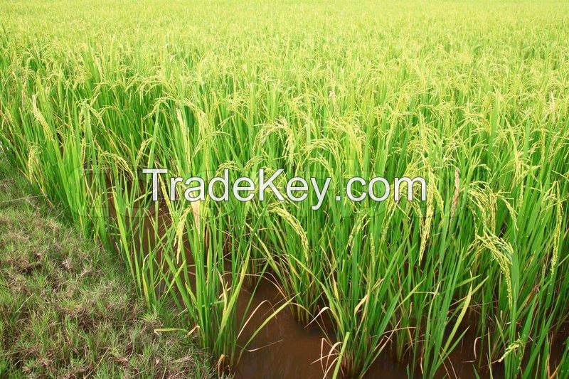 GLOBAL GRAIN EXPORTS - BASMATI RICE