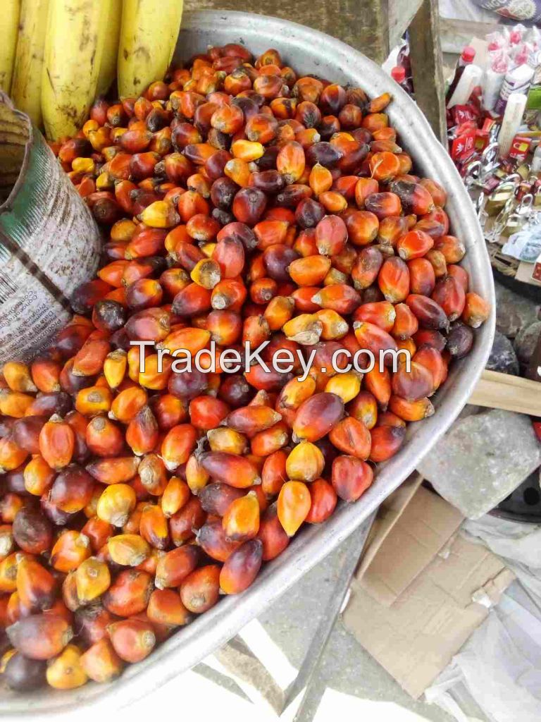 PALM KERNEL OIL