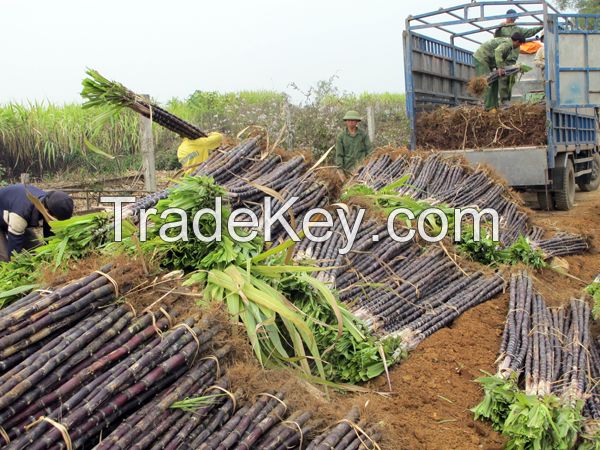 Wholesale Vietnam organic sugarcane high quality and competitive price