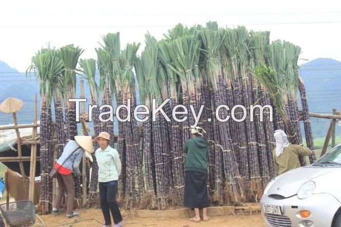 Wholesale Vietnam organic sugarcane high quality and competitive price