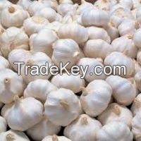 Fresh Chili Pepper, Habanero (Pili-Pili), Ginger and Garlic