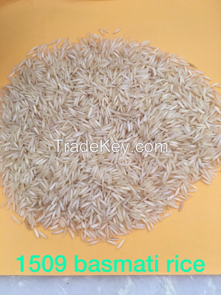 1509 basmati rice