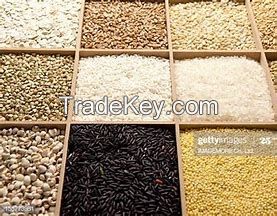 Barley, Milet, Rice, Rey, Wheat, Oats, Sorghum