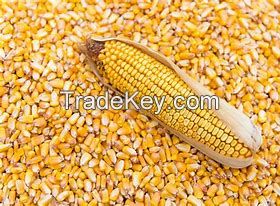 Yellow Corn, White Corn, Other Corn