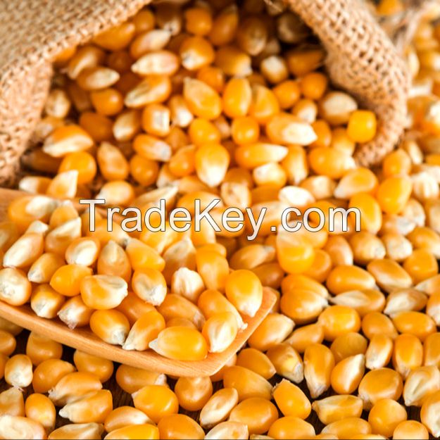  Dried Yellow Maize Corn for Sale