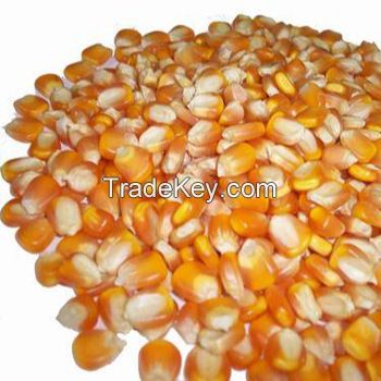 Non GMO Yellow Corn / Maize for sale 