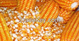 Non GMO Yellow Corn / Maize for sale 