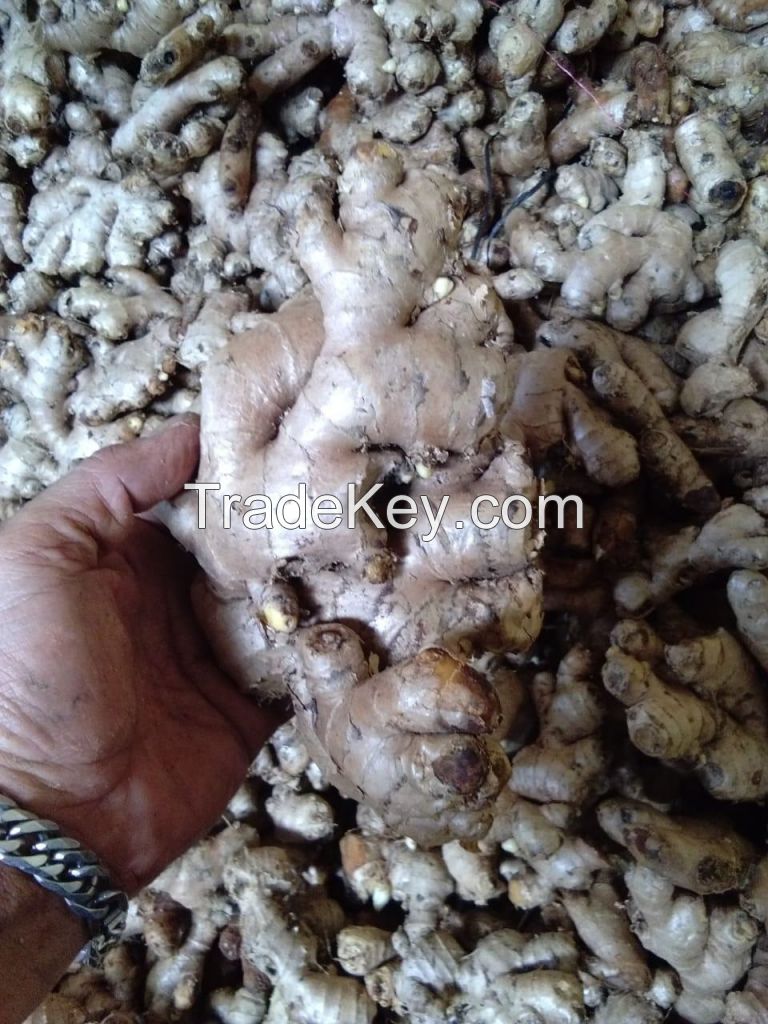 Fresh Ginger var. Officinale