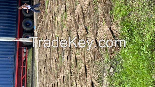 Palm Ekel Brooms