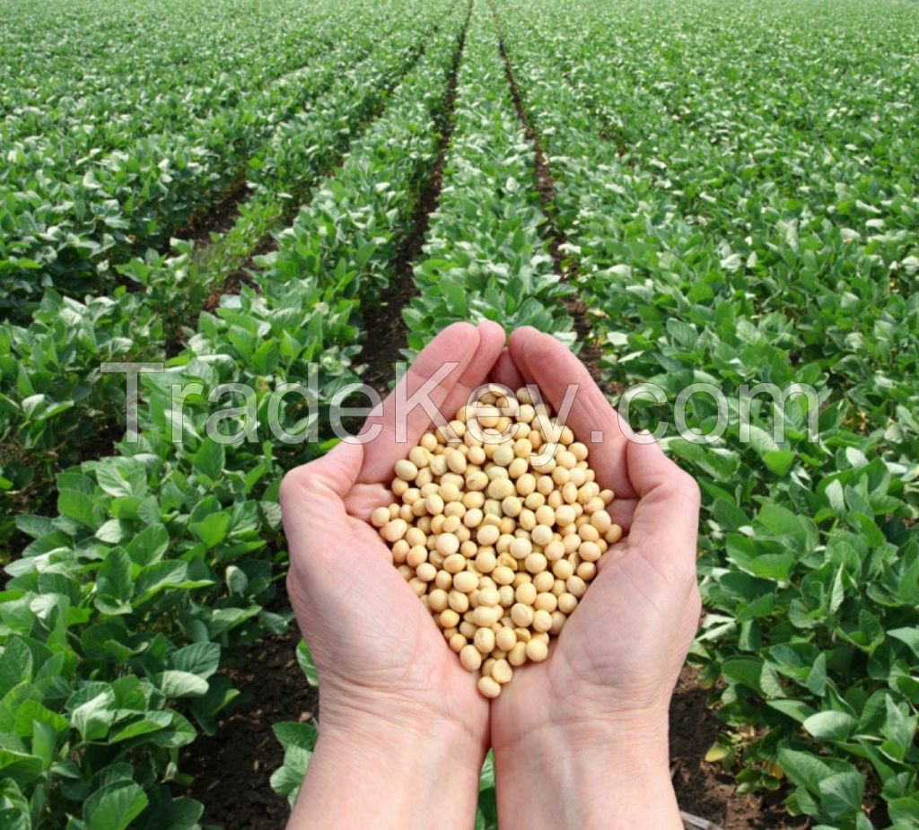 SOYBEAN GMO and NON GMO: