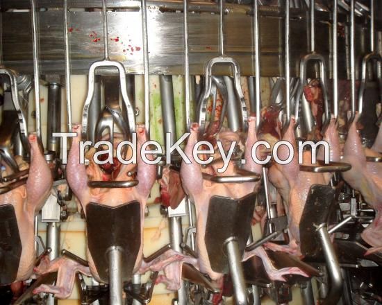 Halal Frozen Chicken