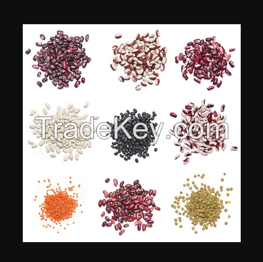 Light Speckled Kidney Beans Sugar