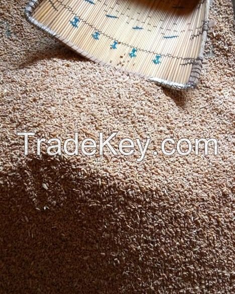 Top Quality organic Wheat Grain