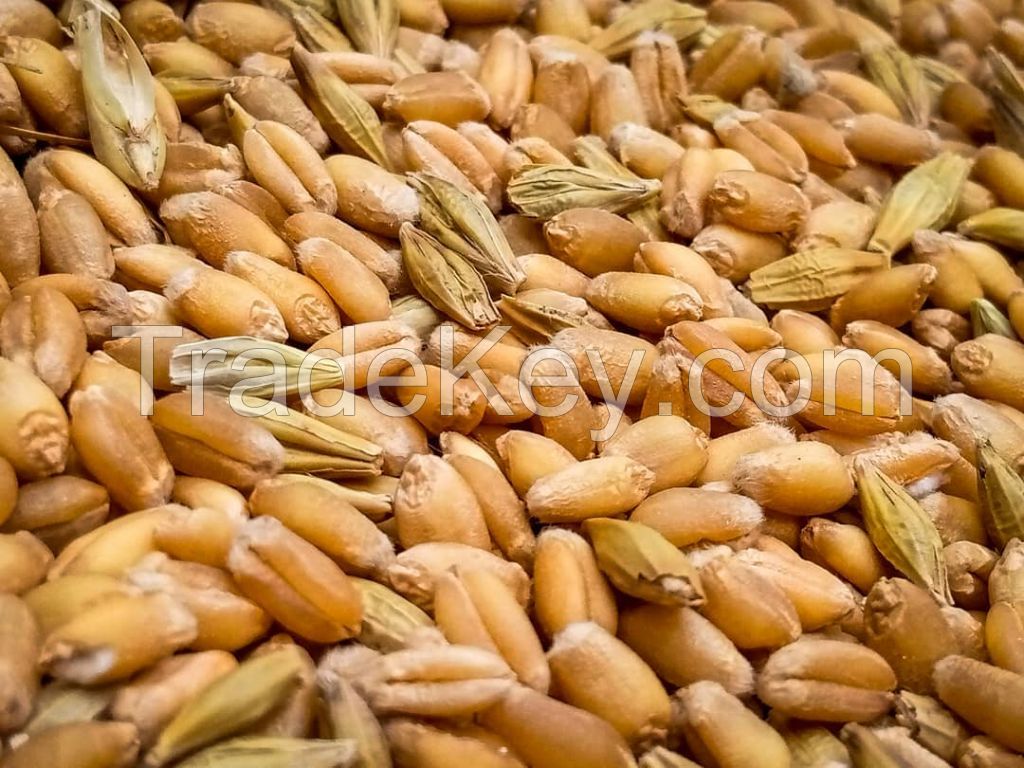 Top Quality organic Wheat Grain