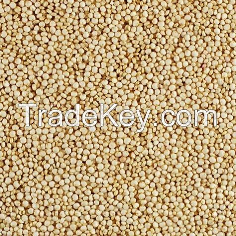 Quinoa seeds for export