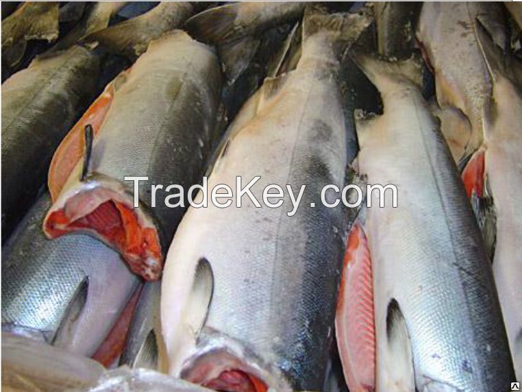 Export of fresh-frozen fish from Russia.