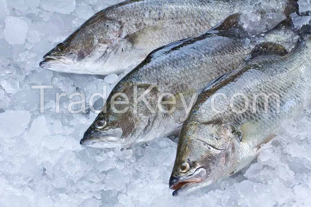 FROZEN FISH