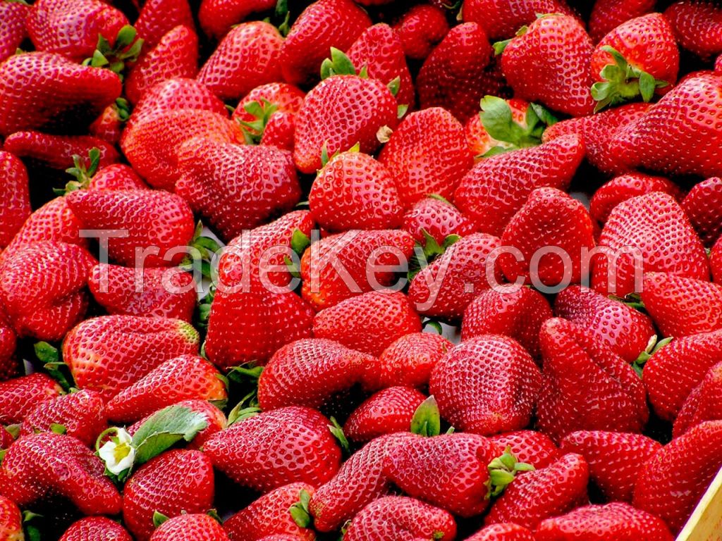 Fresh Strawberry