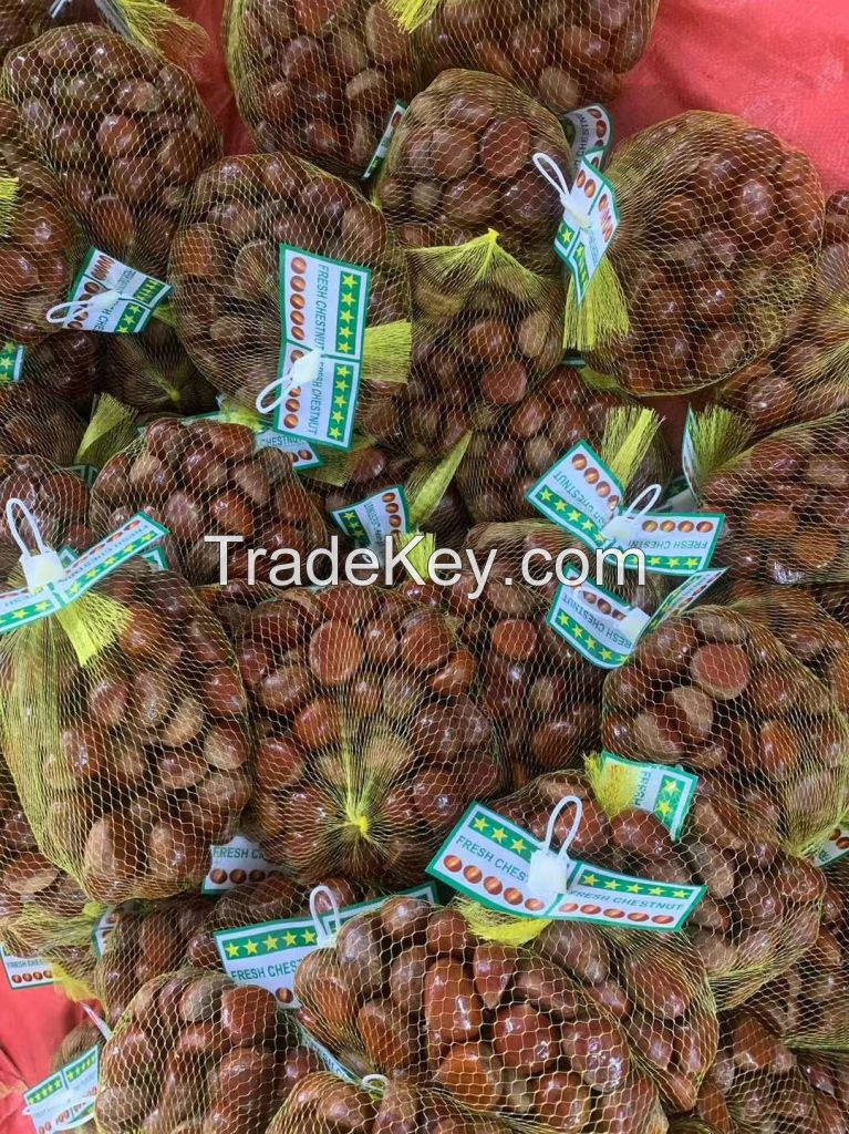 Fresh chestnuts for export