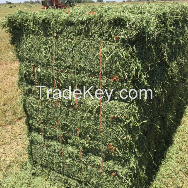 Alfalfa Hay For Export
