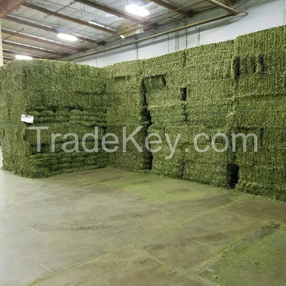 Alfalfa Hay For Export