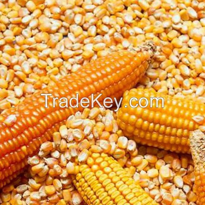 GRADE A YELLOW CORN ANIMAL FEED