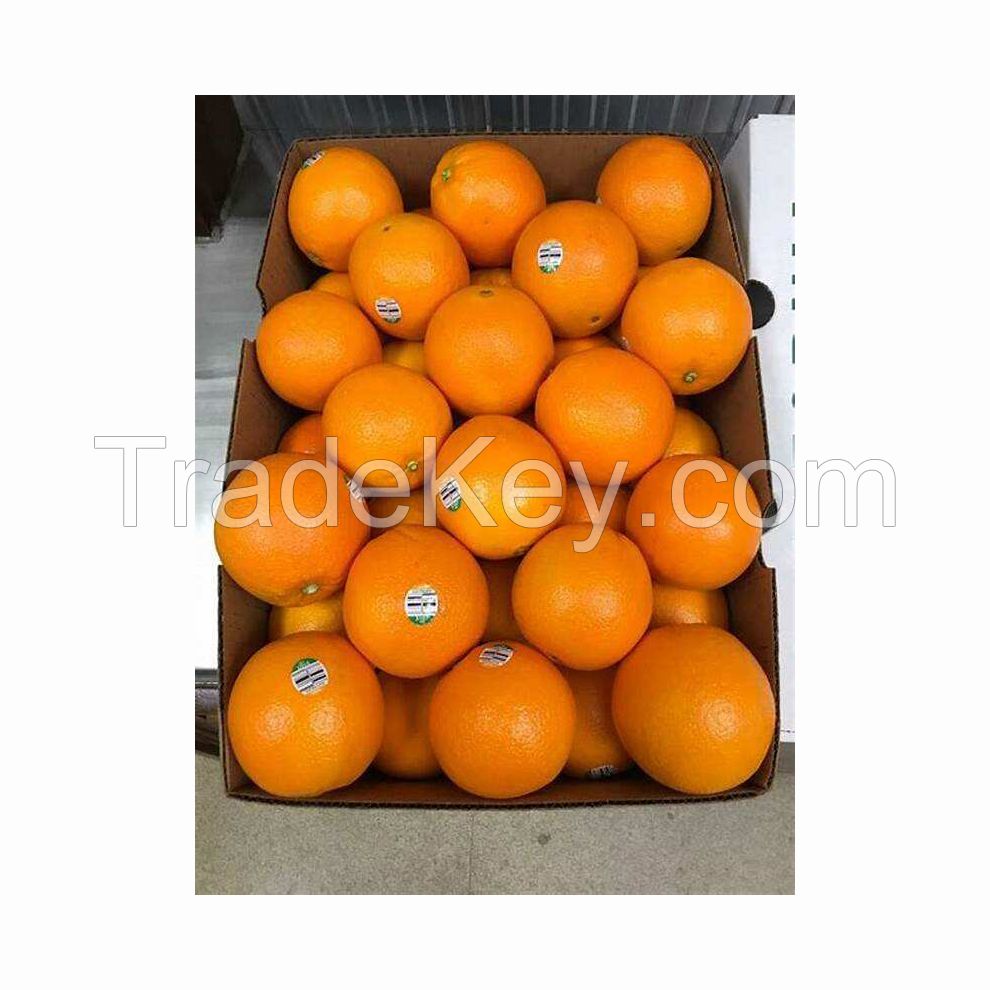 Low Best Price For Fresh Orange Fruit Wholesale
