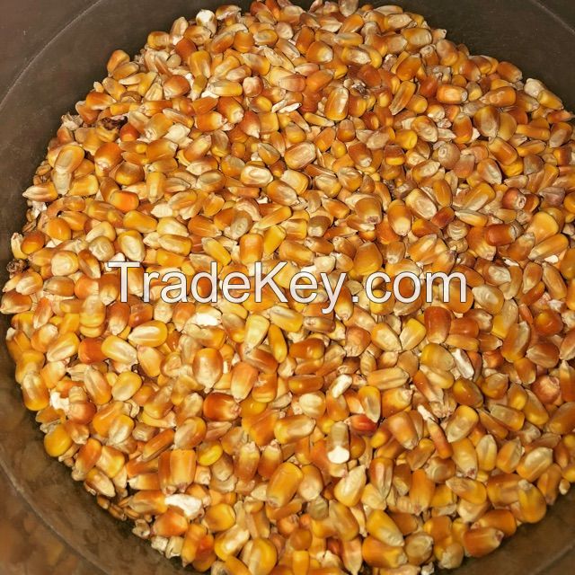 Non GMO Yellow Maize