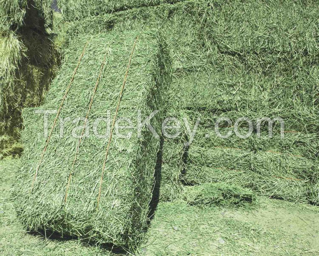 Alfalfa Hay For Export