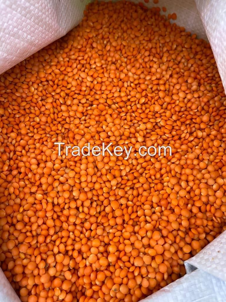Red Lentils For Export and Wholesale