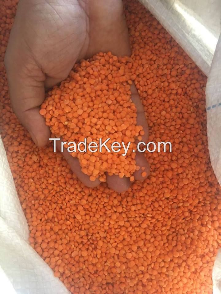 Red Lentils For Export and Wholesale