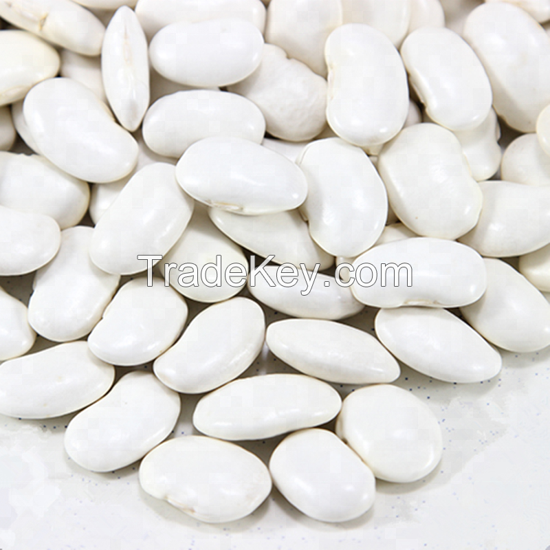 White butter beans for wholesale and bulk purchase