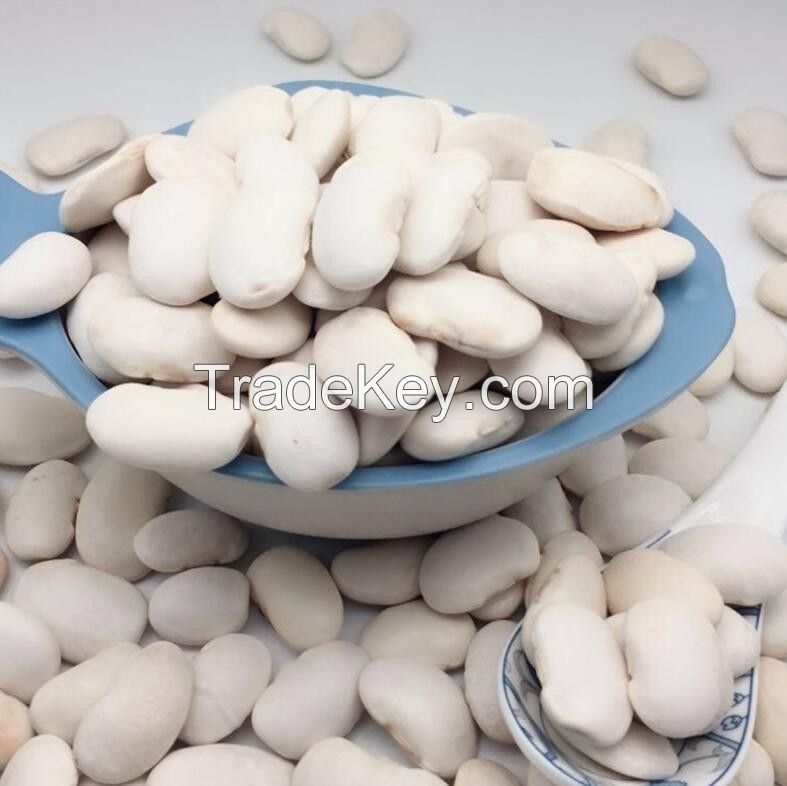 White butter beans for wholesale and bulk purchase