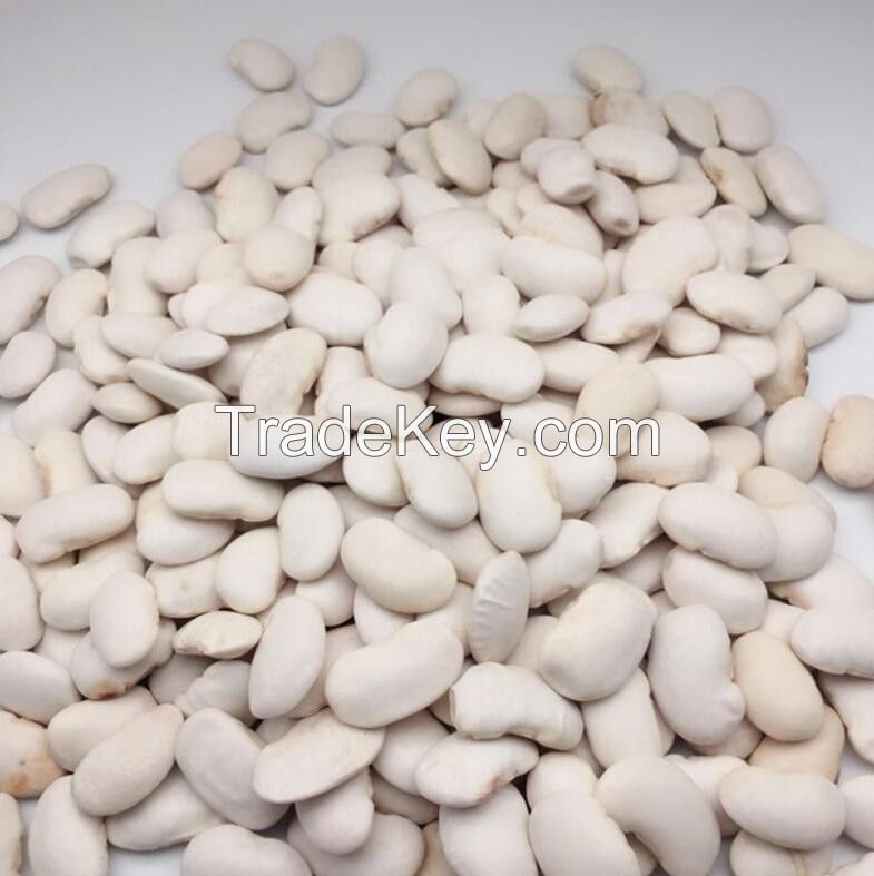 White butter beans for wholesale and bulk purchase