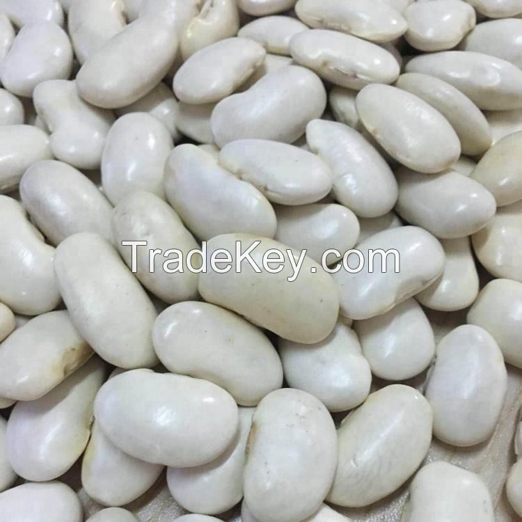 White butter beans for wholesale and bulk purchase