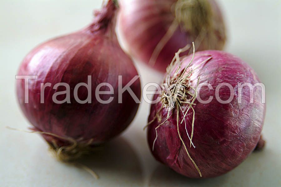 Fresh Onion