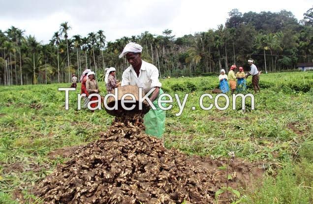 Fresh Ginger Indonesia