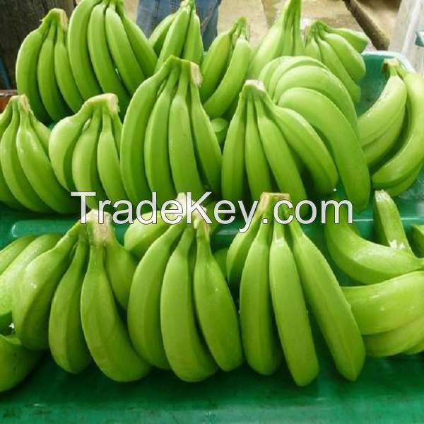 fresh Quality Cavendish Bananas