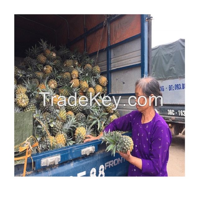 fresh pineapple / canned pineapple in syrup - Wholesale for pineapple canned / dried pineapple