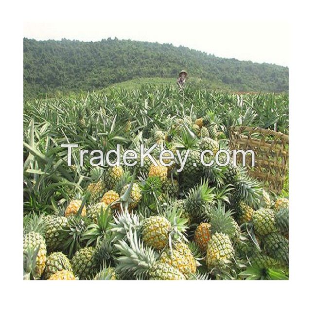  Fresh Sweet Pineapple for EU USA UAE Japan Singapore Free tax