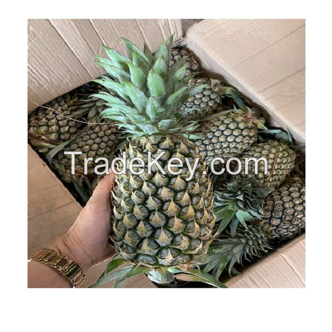  Fresh Sweet Pineapple for EU USA UAE Japan Singapore Free tax