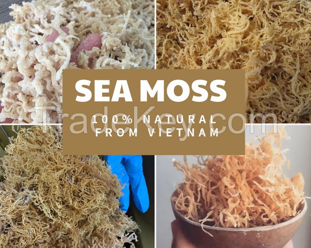 Sea moss/ Irish Moss/ Eucheuma Cottonni