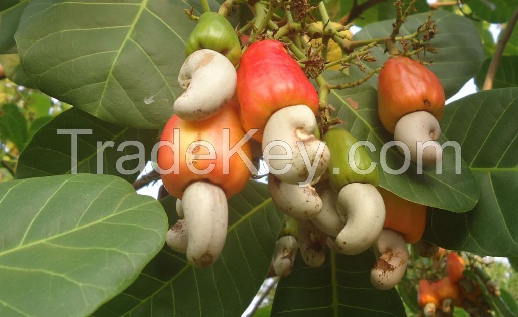 Cashew Nut Raw