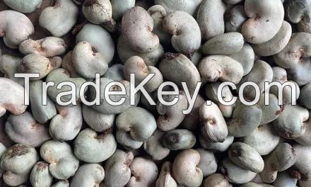 Cashew Nut Raw