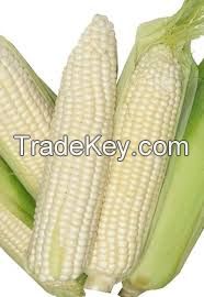 Corn